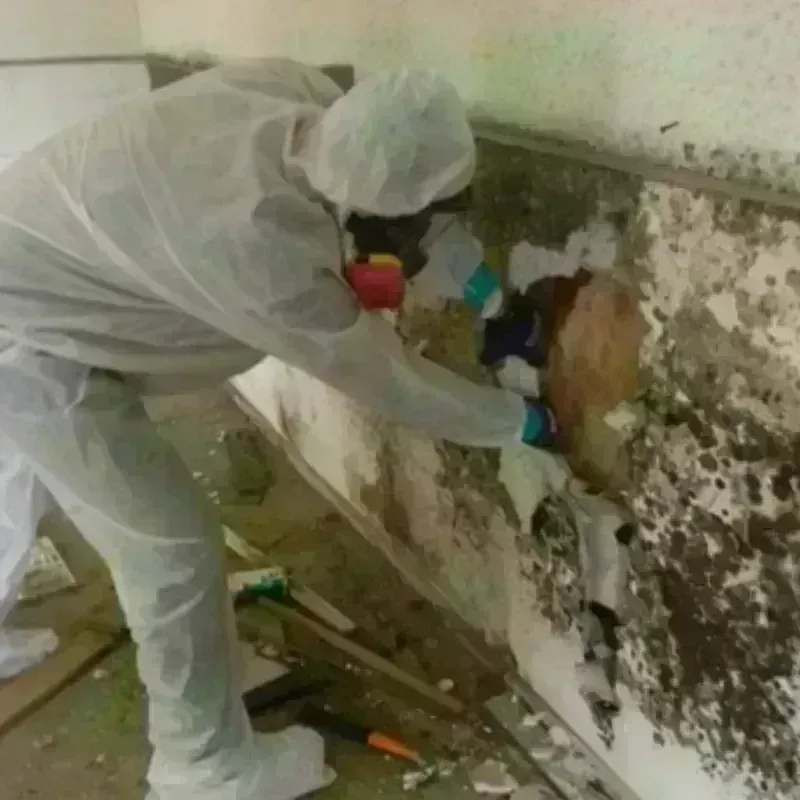 Mold Remediation and Removal in Glenview, IL